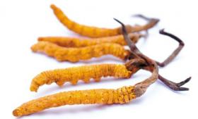 粉碎冬蟲(chóng)夏草什么樣的粉碎機好？