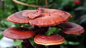 超微粉碎機運轉問(wèn)題及解決方案